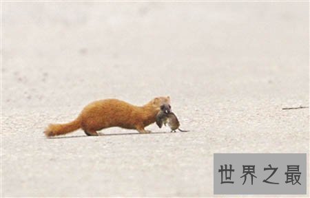 【图】黄鼠狼的天敌你知道是什么吗 听说这玩意蛇都不