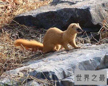 【图】黄鼠狼的天敌你知道是什么吗 听说这玩意蛇都不