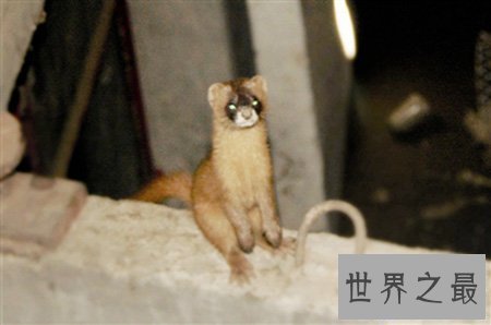 【图】黄鼠狼的天敌你知道是什么吗 听说这玩意蛇都不