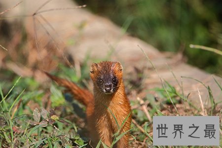 【图】黄鼠狼的天敌你知道是什么吗 听说这玩意蛇都不