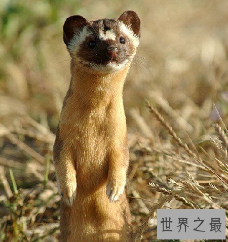 【图】黄鼠狼的天敌你知道是什么吗 听说这玩意蛇都不