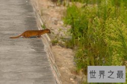 【图】黄鼠狼的天敌你知道是什么吗 据说这玩意蛇都不