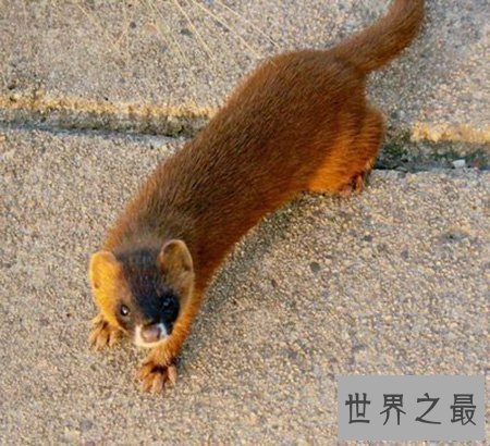 【图】黄鼠狼的天敌你知道是什么吗 听说这玩意蛇都不