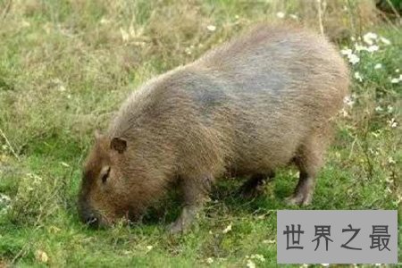 【图】最大的老鼠你知道有多大吗 它会攻击人类吗