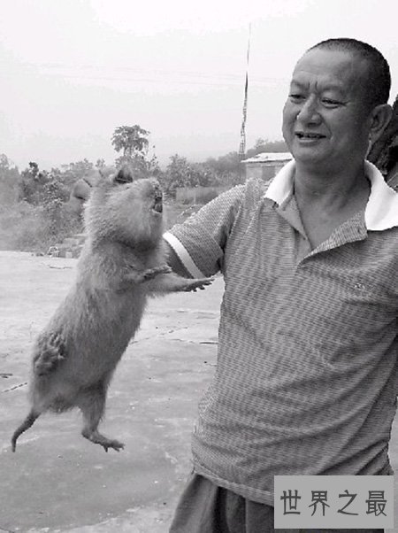 【图】最大的老鼠你知道有多大吗 它会攻击人类吗