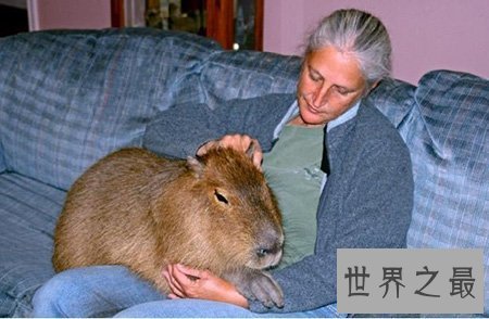 【图】最大的老鼠你知道有多大吗 它会攻击人类吗