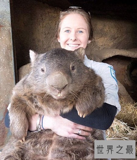 【图】最大的老鼠你知道有多大吗 它会攻击人类吗