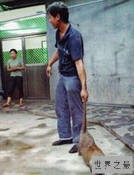 【图】最大的老鼠你知道有多大吗 它会攻击人类吗