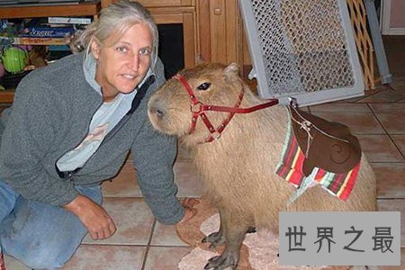 【图】最大的老鼠你知道有多大吗 它会攻击人类吗