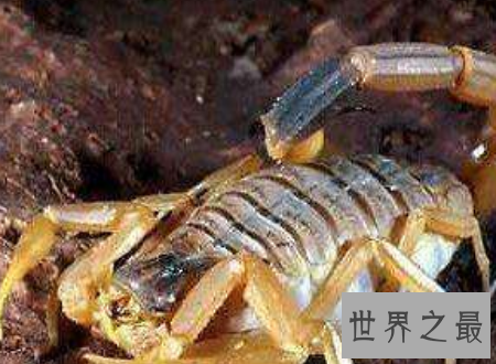 【图】巴勒斯坦毒蝎遇到了你可要小心点很风险的