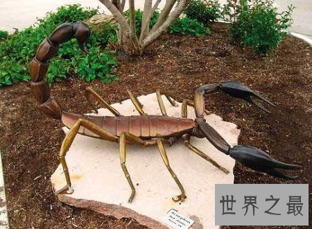 【图】巴勒斯坦毒蝎遇到了你可要小心点很风险的