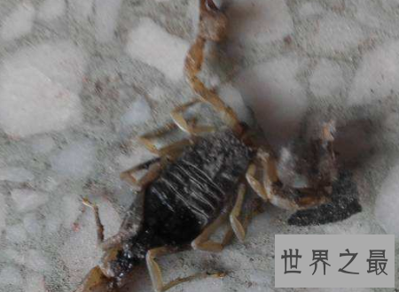 【图】巴勒斯坦毒蝎遇到了你可要小心点很风险的