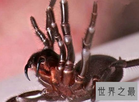 【图】巴勒斯坦毒蝎遇到了你可要小心点很风险的