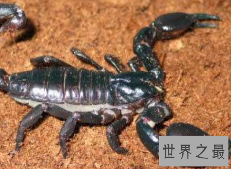 【图】巴勒斯坦毒蝎遇到了你可要小心点很风险的