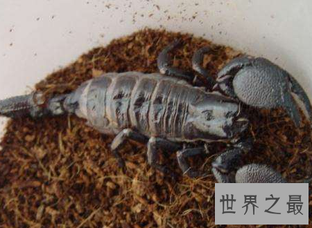 【图】巴勒斯坦毒蝎遇到了你可要小心点很风险的