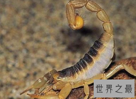 【图】巴勒斯坦毒蝎遇到了你可要小心点很风险的