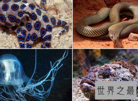 【图】巴勒斯坦毒蝎遇到了你可要小心点很风险的