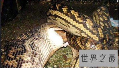 【图】世界最大蟒蛇 身长超过10尺能够把饲主当做食物