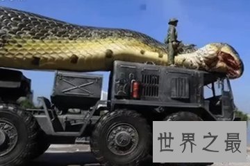 【图】世界最大蟒蛇 身长超过10尺能够把饲主当做食物
