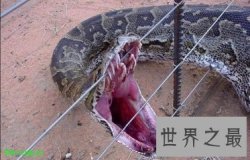 【图】世界最大蟒蛇 身长超过10尺可能把饲主当做食物