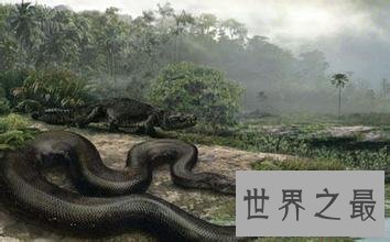 【图】世界最大蟒蛇 身长超过10尺能够把饲主当做食物
