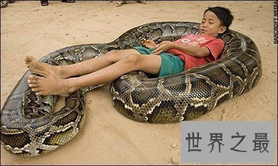 【图】世界最大蟒蛇 身长超过10尺能够把饲主当做食物