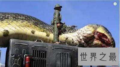 【图】世界最大蟒蛇 身长超过10尺能够把饲主当做食物