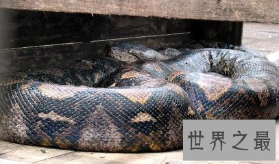 【图】世界最大蟒蛇 身长超过10尺能够把饲主当做食物