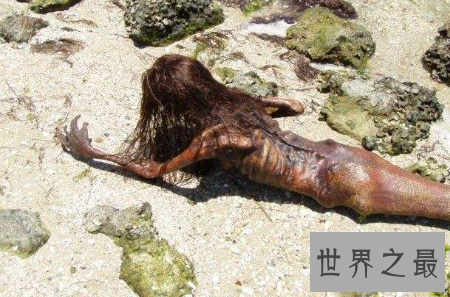 【图】真正的美人鱼图片其实并不美艳 揭秘鲜为人知的