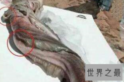【图】真正的美人鱼图片其实并不美艳 揭秘不为人知的