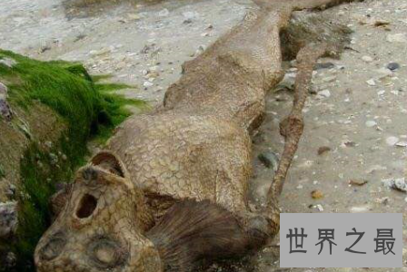 【图】真正的美人鱼图片其实并不美艳 揭秘鲜为人知的