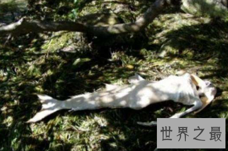 【图】真正的美人鱼图片其实并不美艳 揭秘鲜为人知的