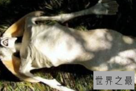 【图】真正的美人鱼图片其实并不美艳 揭秘鲜为人知的