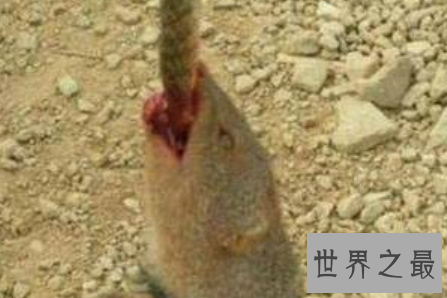 【图】蛇玝也就是咱们常说的蛇獴 它终究有什么不为人