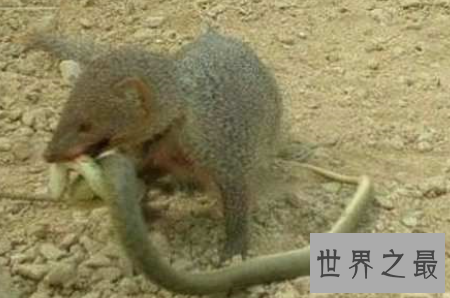 【图】蛇玝也就是咱们常说的蛇獴 它终究有什么不为人