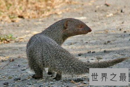 【图】蛇玝也就是咱们常说的蛇獴 它终究有什么不为人