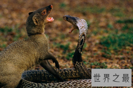 【图】蛇玝也就是咱们常说的蛇獴 它终究有什么不为人