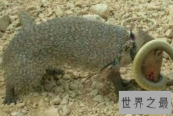 【图】蛇玝也就是我们常说的蛇獴 它究竟有什么不为人