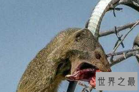 【图】蛇玝也就是咱们常说的蛇獴 它终究有什么不为人