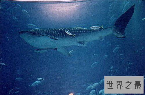 【图】世界上最大的动物是什么 蓝鲸的体重可谓无敌