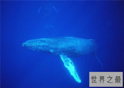 【图】世界上最大的动物是什么 蓝鲸的体重可谓无敌