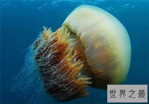 【图】世界上最大的动物是什么 蓝鲸的体重可谓无敌