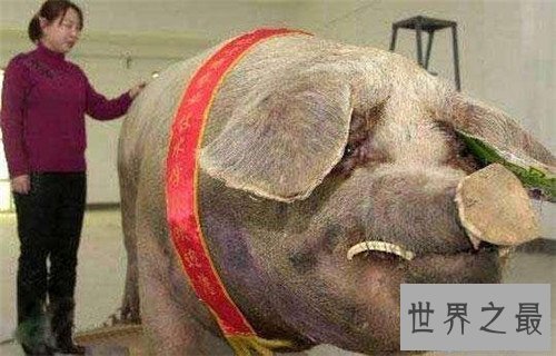 【图】世界上最大的动物是什么 蓝鲸的体重可谓无敌