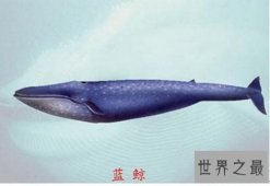 【图】世界上最大的动物是什么 蓝鲸的体重堪称无敌