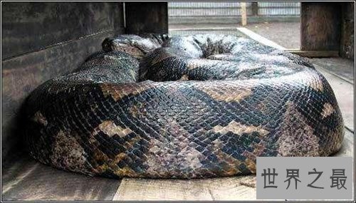 【图】世界上最大的动物是什么 蓝鲸的体重可谓无敌