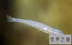 【图】实不相瞒 牙签鱼是种可爱到十分危险的生物
