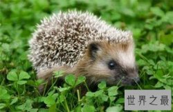 【图】刺猬的生活习性介绍 杂食性动物非常适合家养