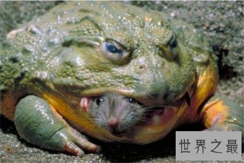 【图】喀麦隆巨蛙长什么样 非洲青蛙长到一米多长