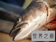 【图】大型哲罗鲑 外表丑陋 曾被误认为是水怪