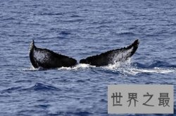 【图】新一波详细的鲸鱼的资料已经出炉 赶快来了解一
